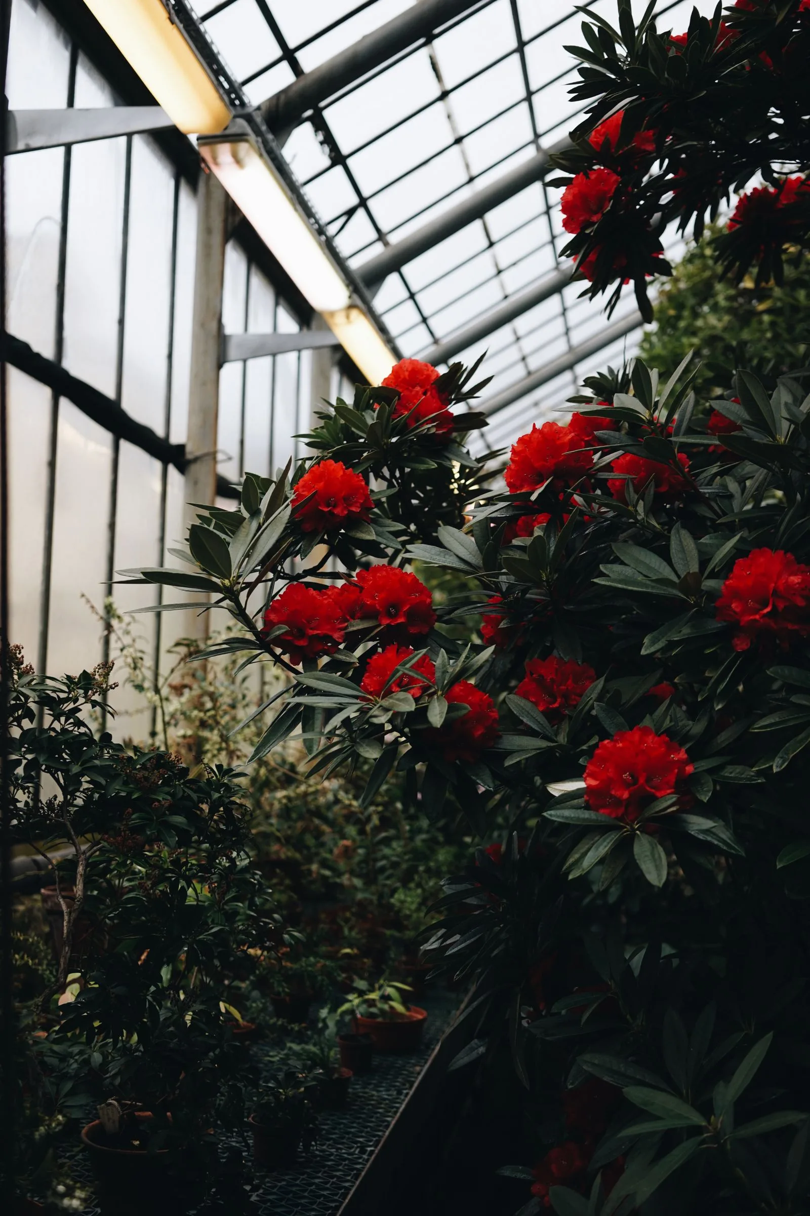 بازگشایی گلوبال ویلج، باغ گل معجزه و سافاری پارک دبی؛ تاریخ تخمینی فصل جدید 1 colorful flower garden greenhouse blooming